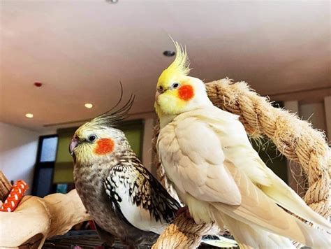 養鳥|第一次養鳥就上手！各種鸚鵡特點怎麼選？獸醫師：新。